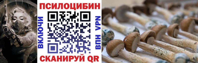 продажа наркотиков  Таганрог  Псилоцибиновые грибы Cubensis 